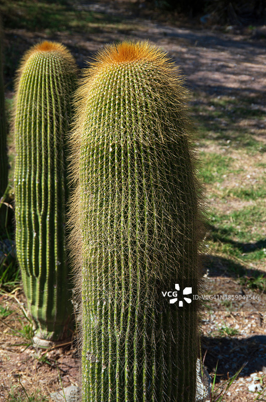 金刺 Neobuxbaumia polylopha 仙人掌图片素材