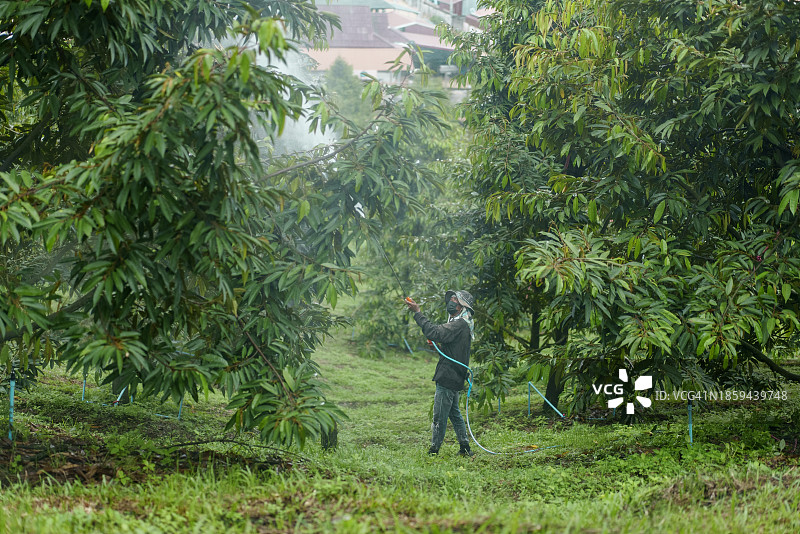 亚洲榴莲园中的害虫防治：农民为榴莲树喷洒杀虫剂和肥料图片素材