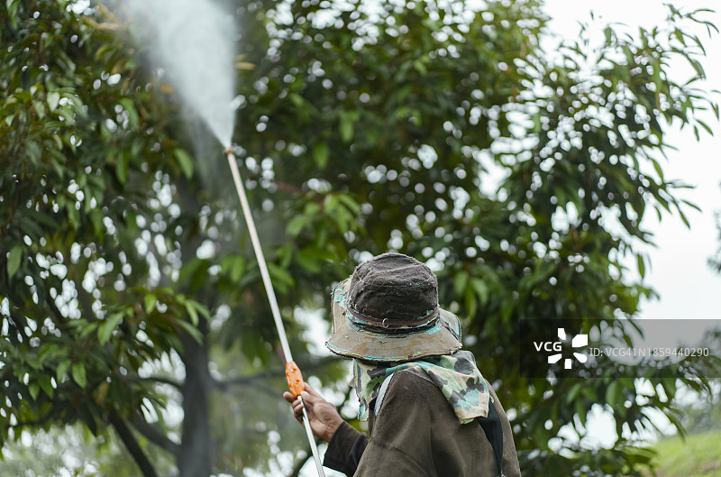 亚洲榴莲园中的害虫防治：农民为榴莲树喷洒杀虫剂和肥料图片素材