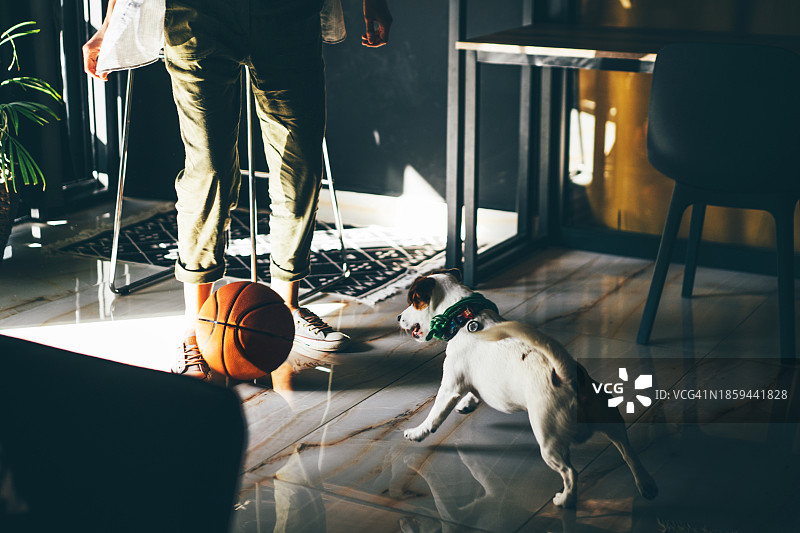 狗狗在办公室里玩球图片素材