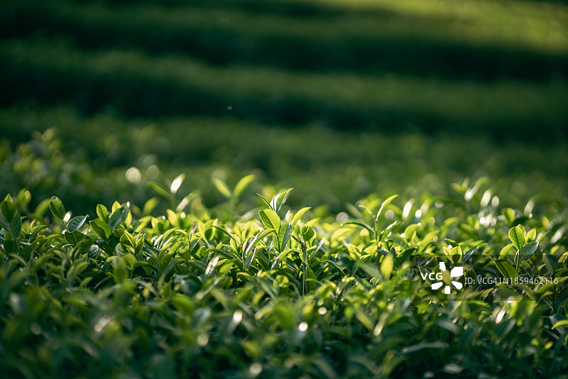绿茶与茶园，留白图片素材