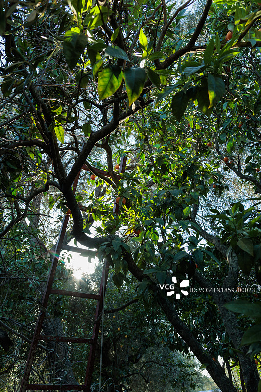 阳光照耀下的柑橘园，橘子树和金属梯子广角图图片素材