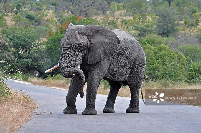 非洲象图片素材