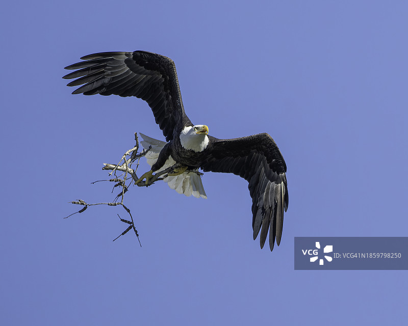 携带筑巢材料的秃鹰图片素材