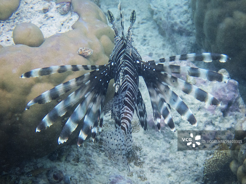 魔鬼蓑鲉或普通狮子鱼 (Pterois Miles)图片素材