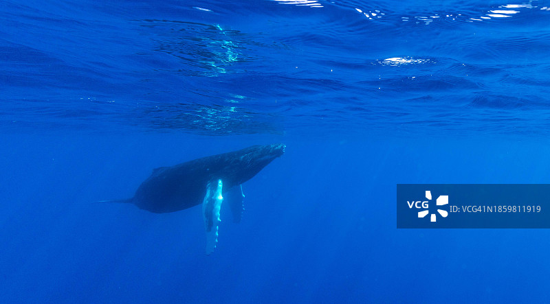 小鲸鱼，法属波利尼西亚莫雷亚岛图片素材