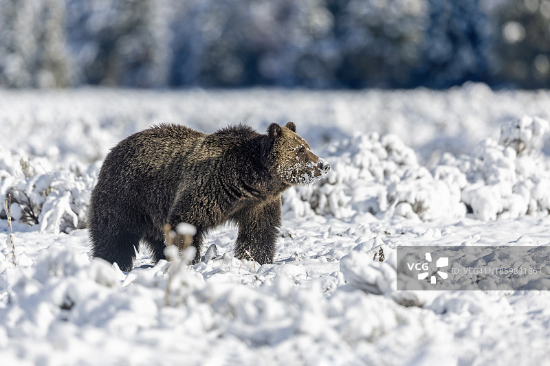 冬眠时间图片素材