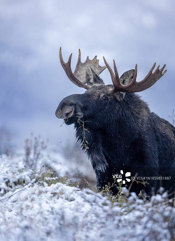 冬季驼鹿图片素材