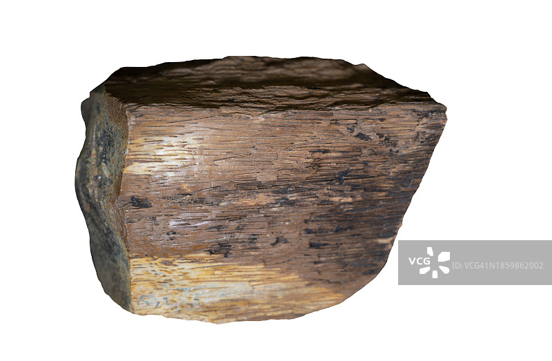 白色背景下石化木纹理图案特写图片素材