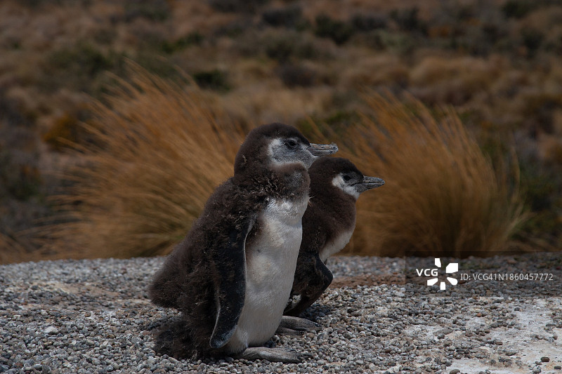 麦哲伦企鹅宝宝图片素材