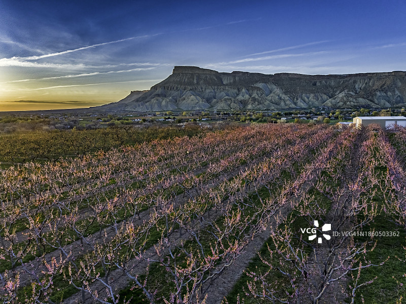 科罗拉多州开花的桃树林和Bookcliff山脉图片素材