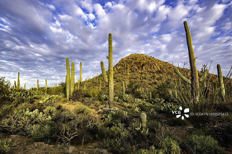 多云天空下的巨人柱仙人掌图片素材