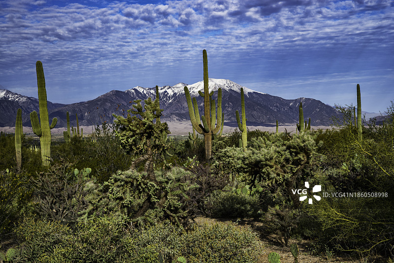 雪山下的巨人柱仙人掌图片素材