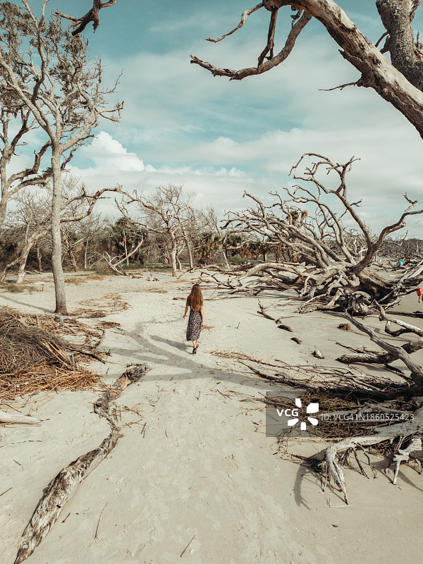 漂流木海滩的时光之路图片素材