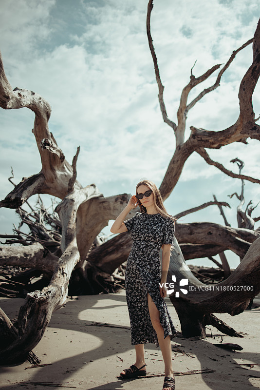 海岸沉思：在阳光漂白的浮木中图片素材