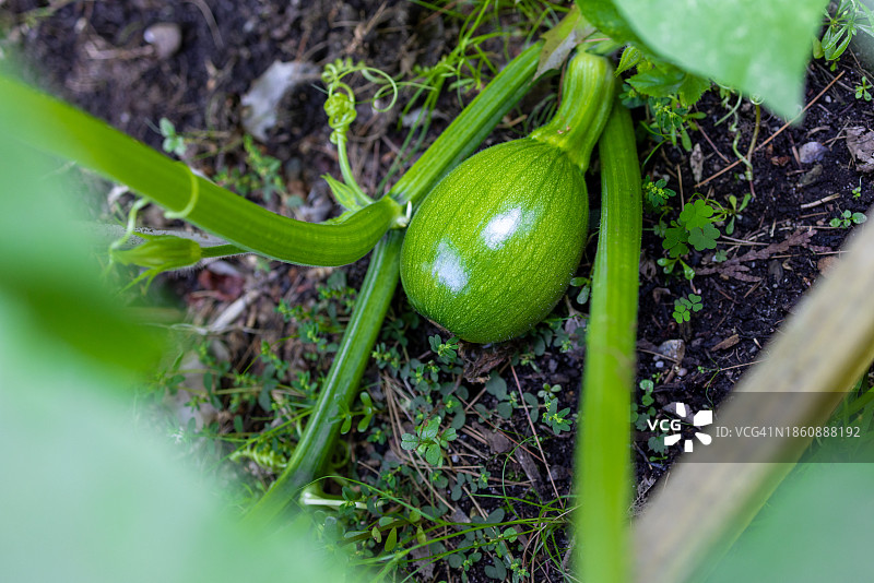 可持续生活：蔬菜园中南瓜藤上生长的南瓜图片素材
