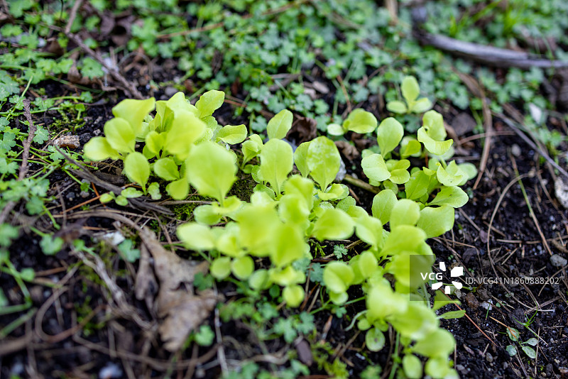 家庭菜园中的新鲜生菜图片素材
