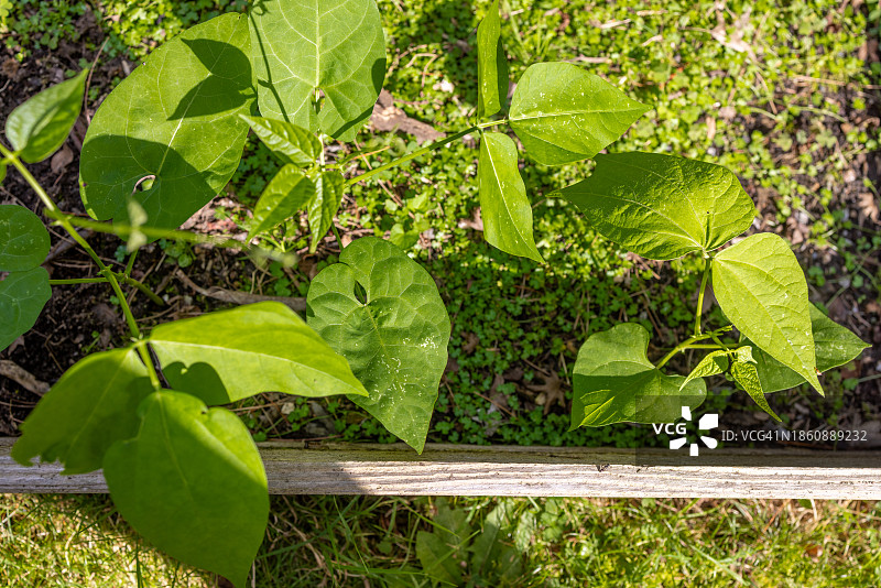 生活成本：家庭菜园中的绿豆植物图片素材