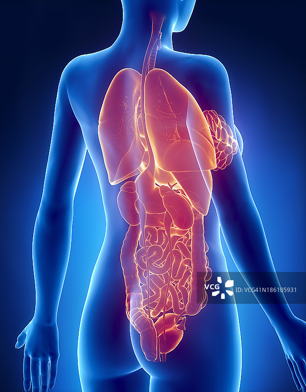 女性器官X光后视图解剖图片素材