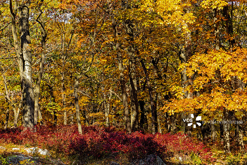 哈里曼州立公园的色彩图片素材