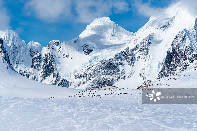 南极洲布斯岛的巴布亚企鹅群图片素材