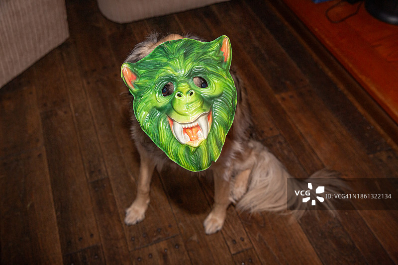 戴万圣节面具、怪物面具、怪物服装的有趣狗狗图片素材