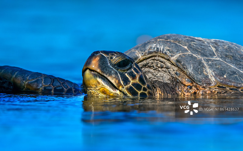 绿海龟图片素材