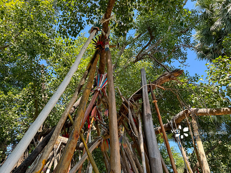 帕拉特兰邦銮寺的菩提树图片素材