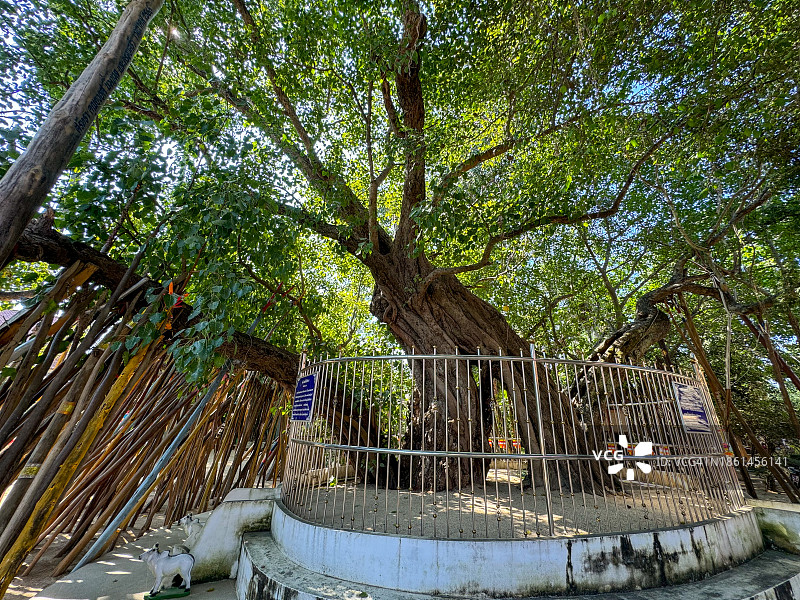 帕拉特兰邦銮寺的菩提树图片素材