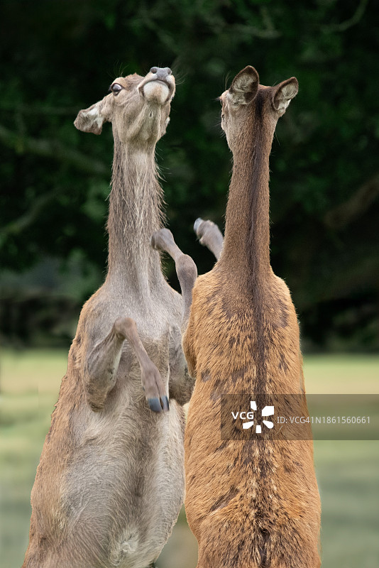 搏斗的鹿图片素材