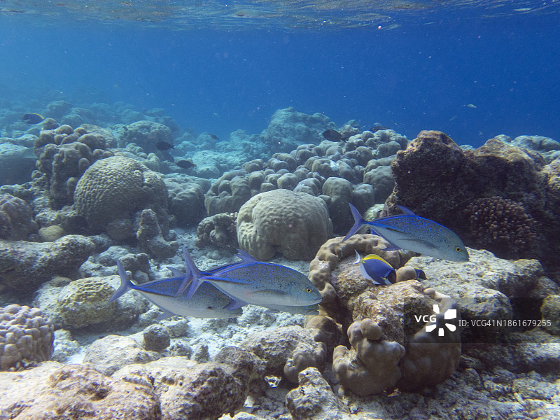 马尔代夫菲哈后岛的蓝鳍鲹鱼小群图片素材