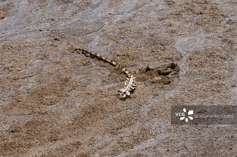 澳大利亚内陆的动物骨骼图片素材