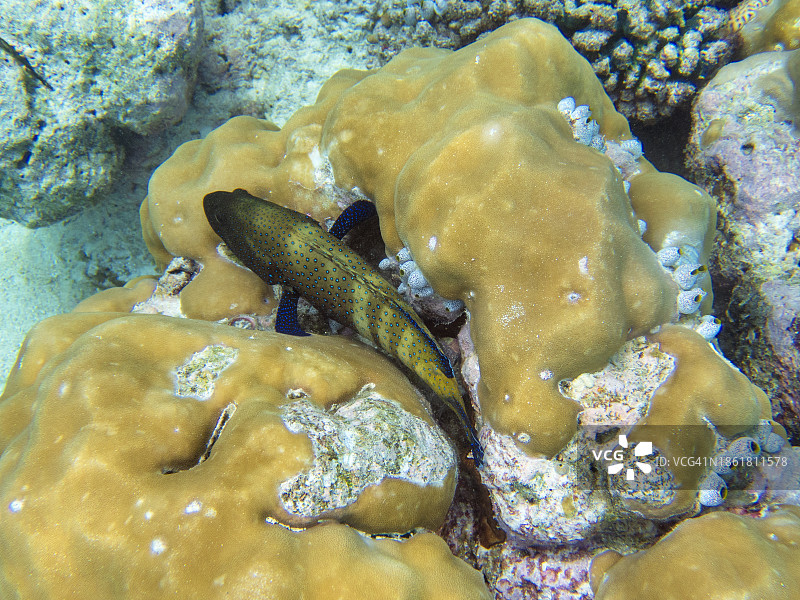 星点九棘鲈图片素材