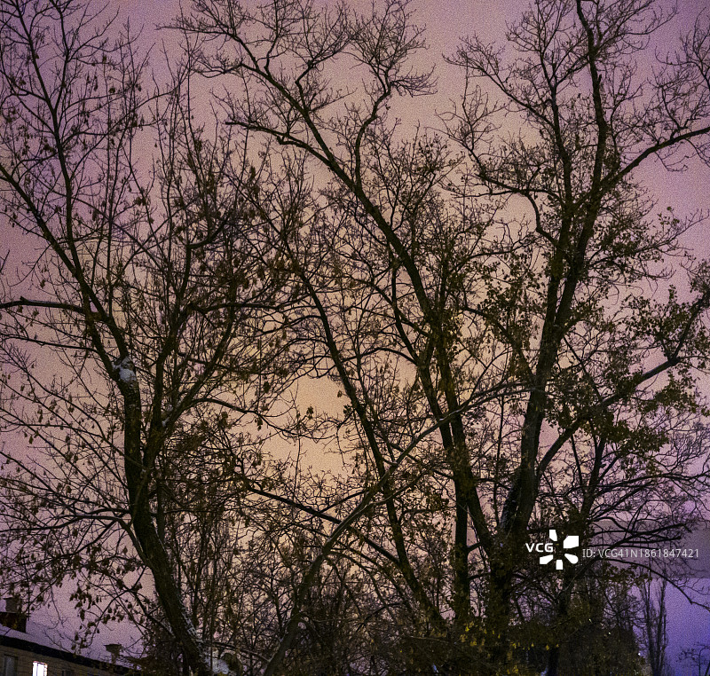 紫色天空下的树木轮廓背景图片素材