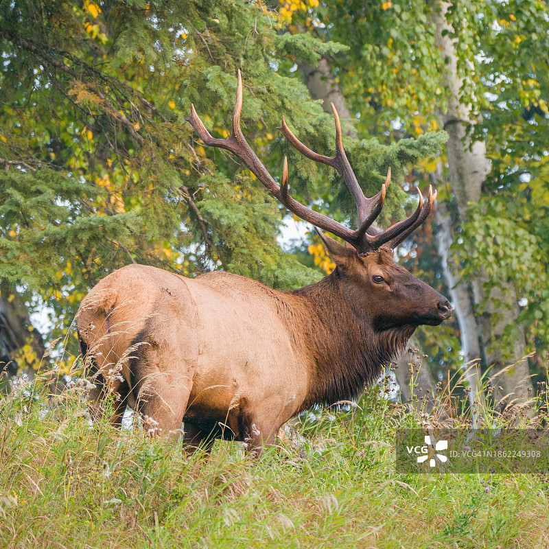 森林边缘长草中的雄麋鹿图片素材