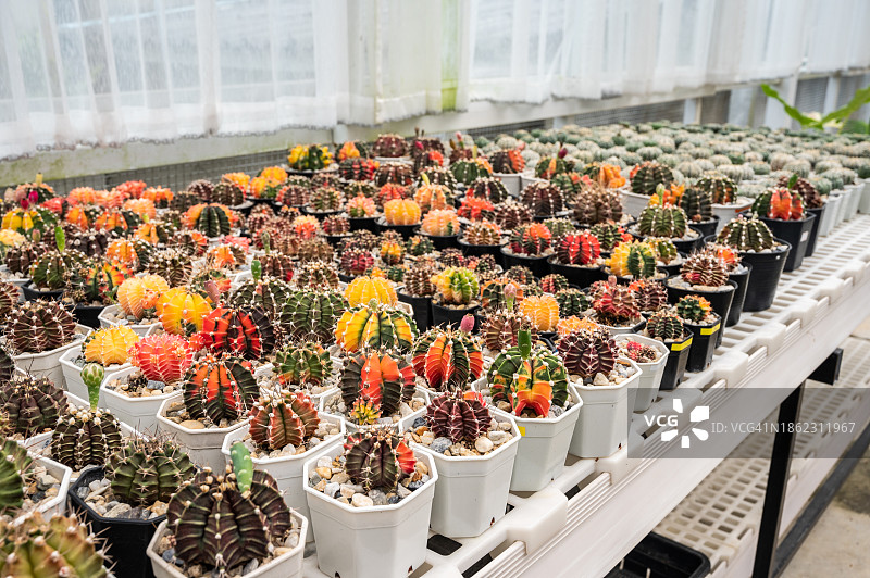 温室内收集的裸萼球属锦斑仙人掌图片素材