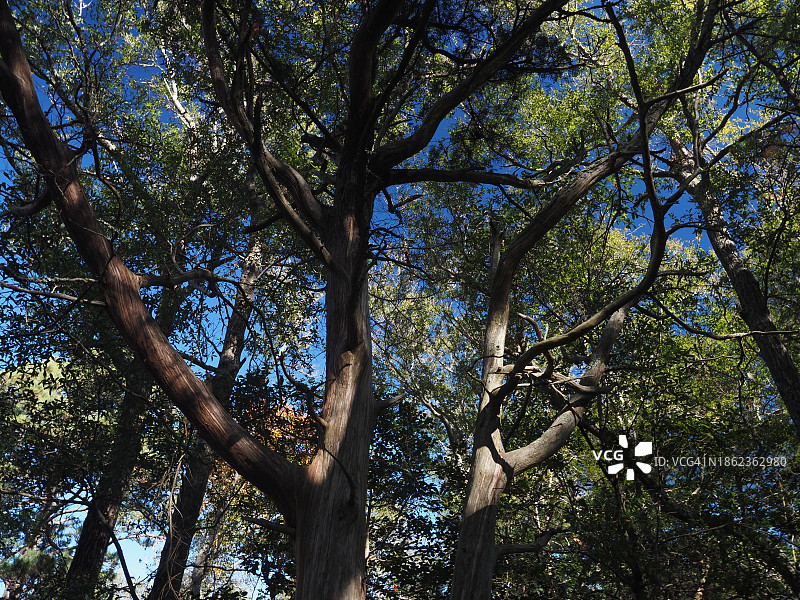 海岸森林的宁静之美图片素材