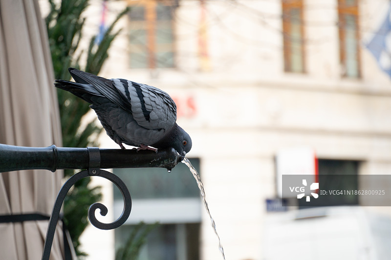 鸽子在喷泉边饮水图片素材