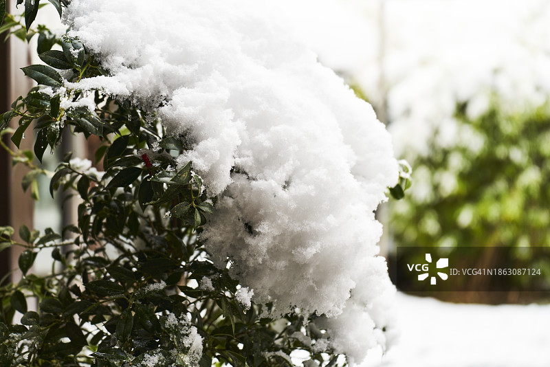 户外公园雪景树枝的正面特写图片素材