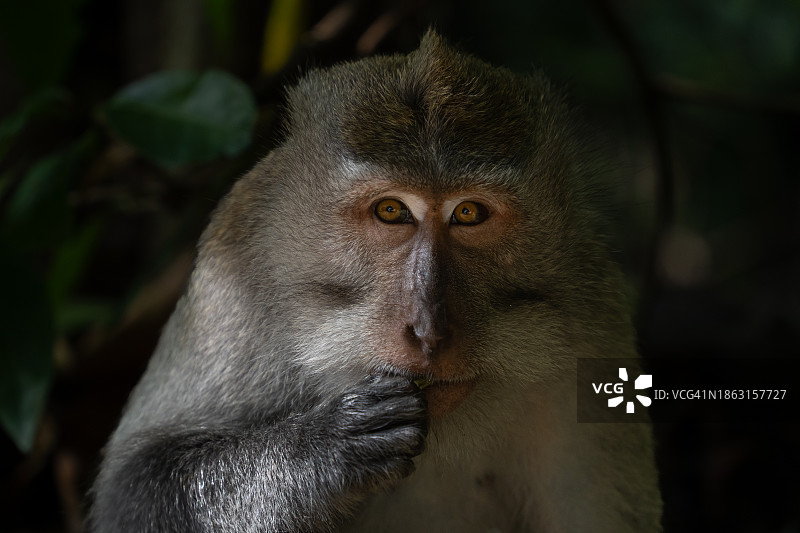 短尾猿图片素材