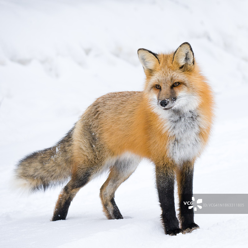 雪地里的红狐图片素材