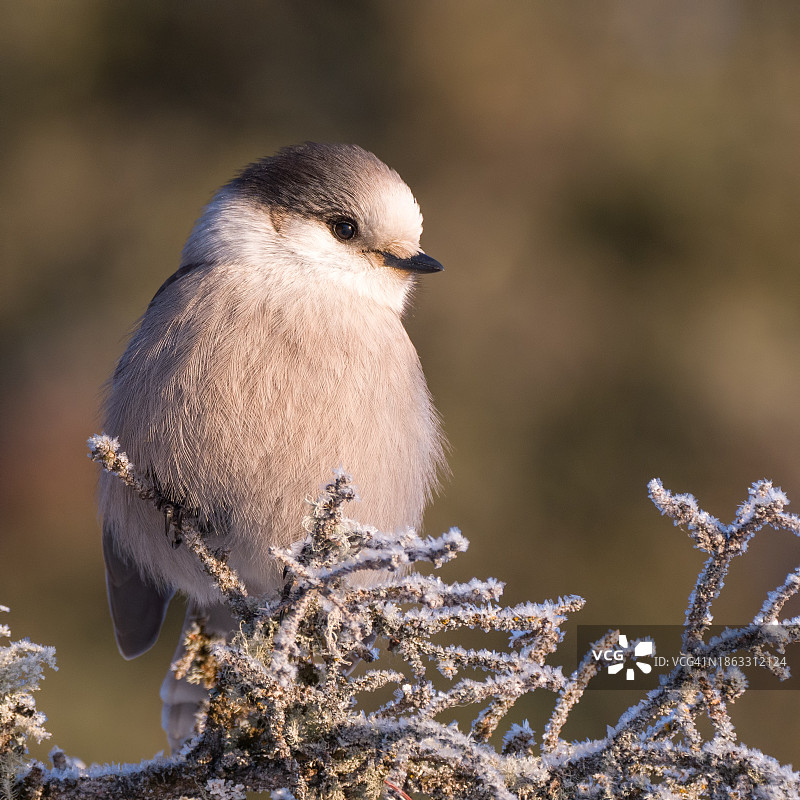温暖晨光中的灰色松鸦/加拿大松鸦图片素材