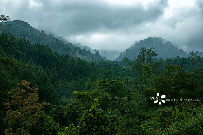 印度尼西亚玛琅科班塔伦的高地森林图片素材