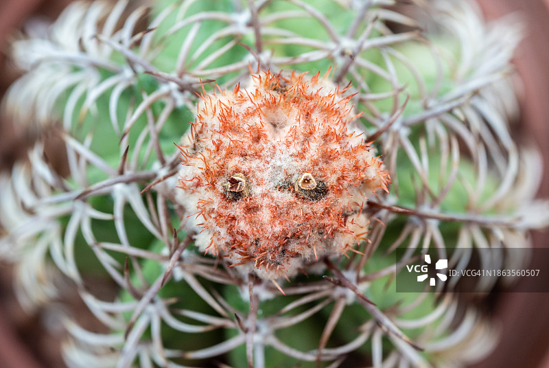 顶部长有头状花的红刺球鸟瞰图片素材