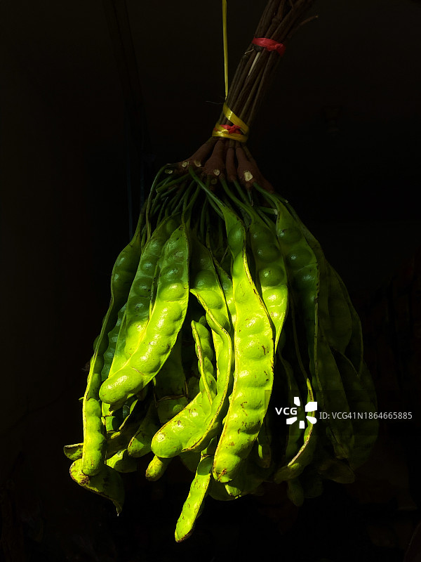 臭豆或彼泰植物图片素材