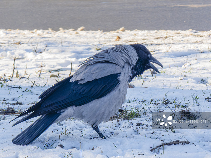秃鼻乌鸦，邪恶的叫声图片素材