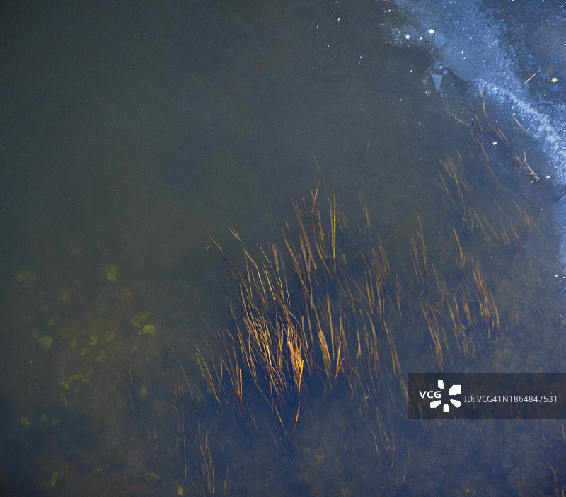 水下生长的河草图片素材