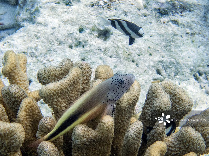 福斯特鹰鱼，马尔代夫菲哈后岛图片素材