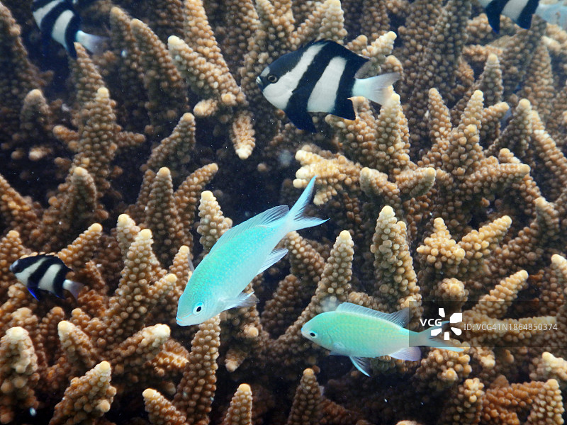 黑白雀鲷和绿光鱼，菲哈后岛，马尔代夫图片素材