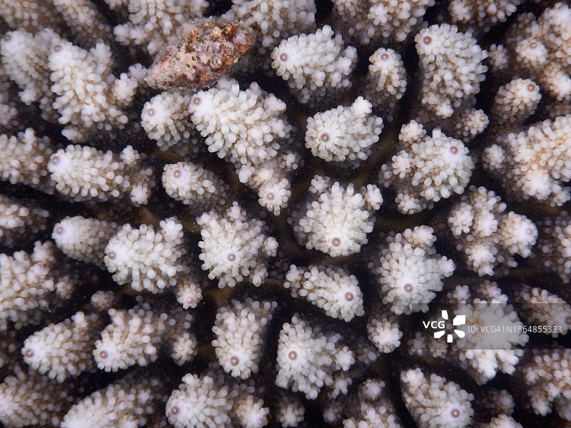 鹿角珊瑚形成的细节图片素材